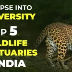 Wildlife Sanctuary of India: Top 5 Wildlife Sanctuaries