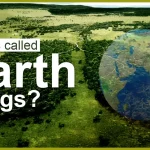 Why are Forests called the Lungs of the Earth?