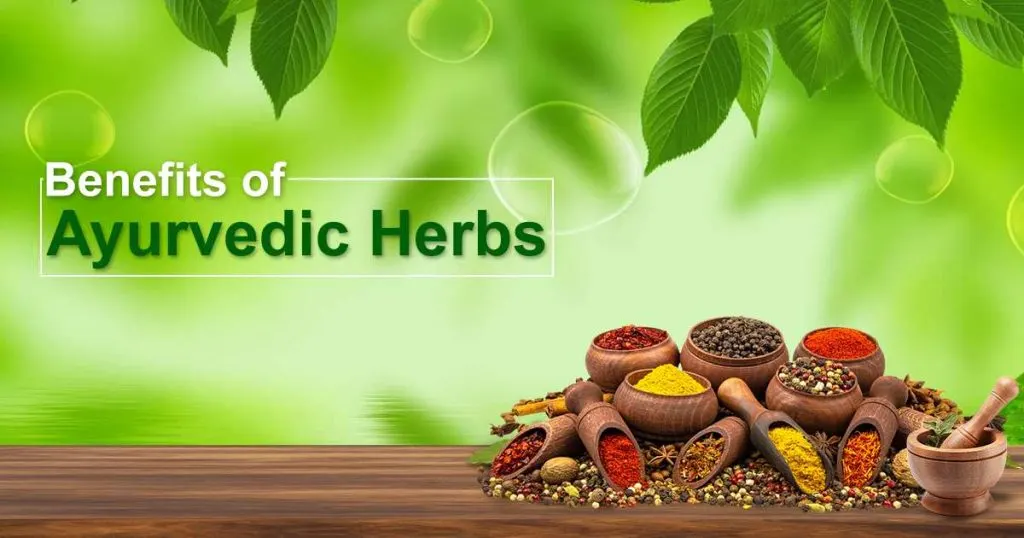 Read more about the article Ayurveda Herbs: Check the Benefits and Uses