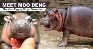 pygmy hippo